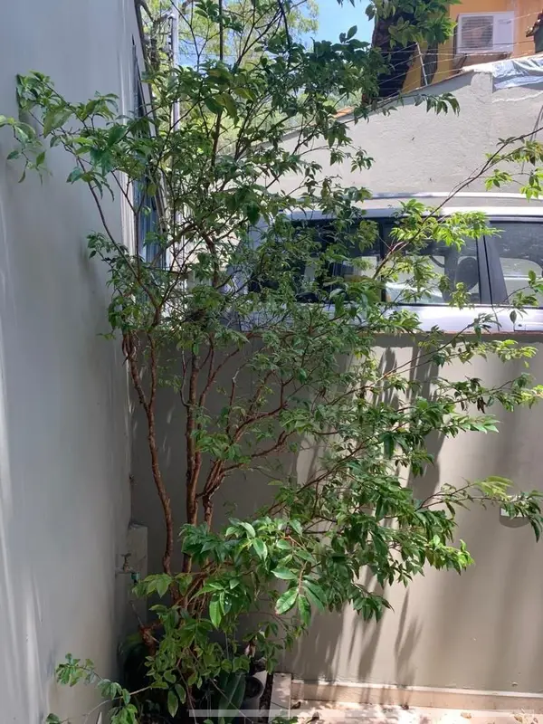 Casa com 4 quartos em Jardim Peri Peri - foto 4