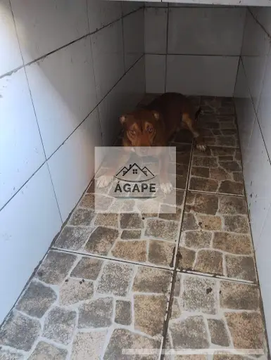 Casa com 3 quartos em Jardim Santa Rosa - foto 5