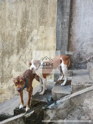 Casa - 3 quartos - Jardim Santa Rosa - Taboão da Serra