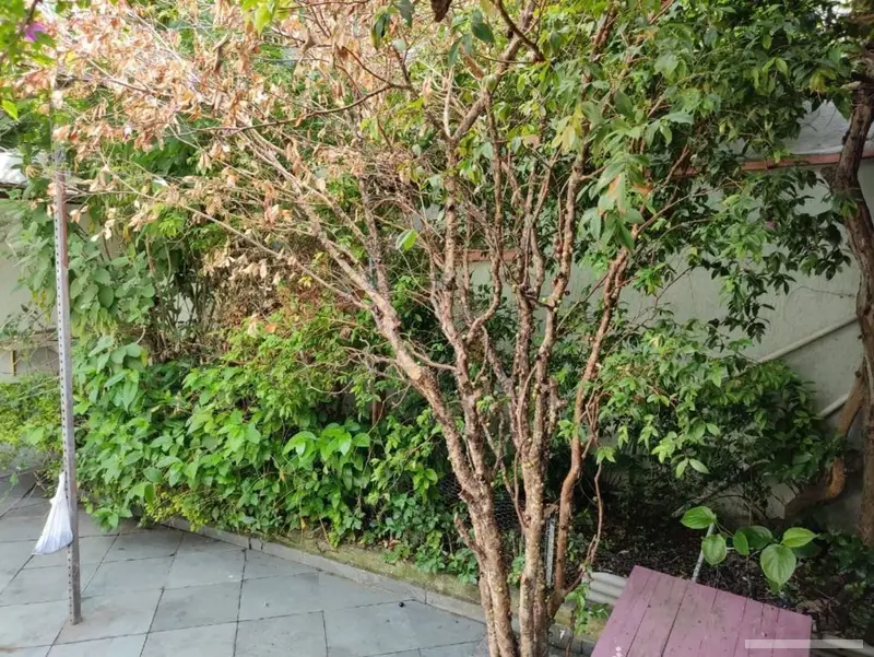 Casa com 3 quartos em Vila Nhocune - foto 2