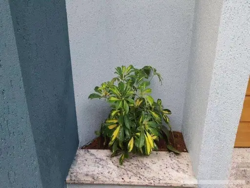 Sobrado - 2 quartos - Vila Mesquita - São Paulo - foto 3