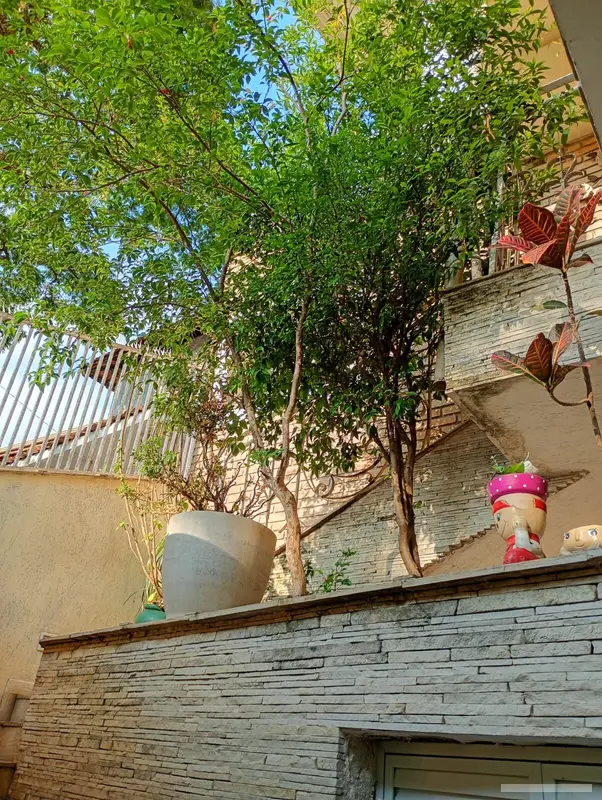 Sobrado com 2 quartos em Vila Albertina - foto 3