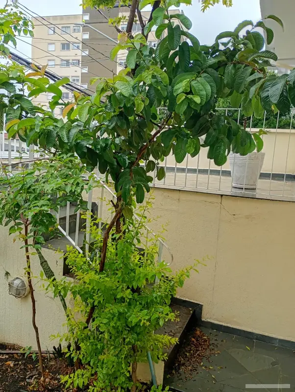 Casa com 2 quartos em Tucuruvi - foto 2